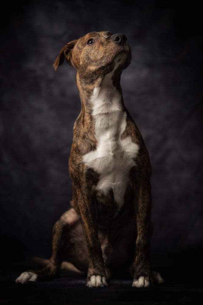 Proud adult spotted American Terrier dog