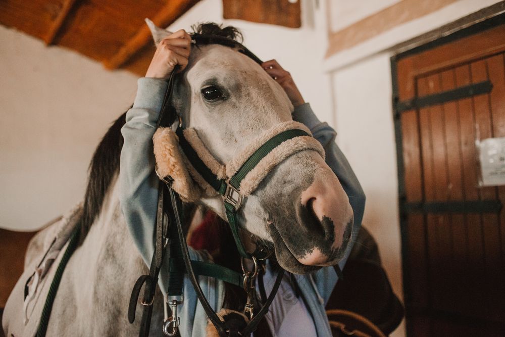 White horse in ranch stable