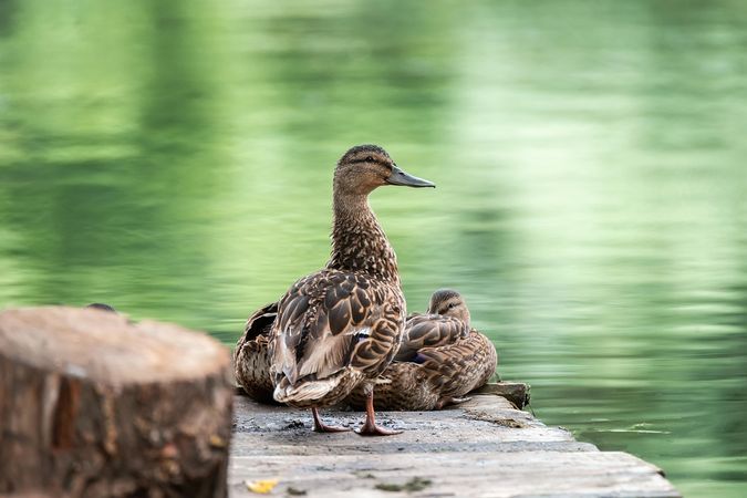 Brown ducks on gray dock near body of water