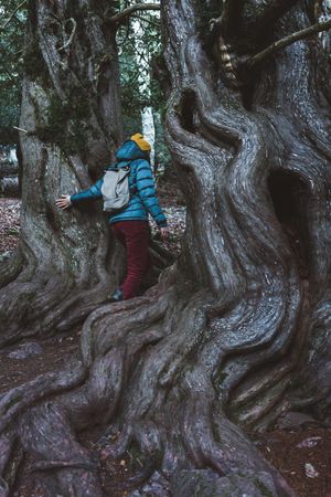 Woman with backpack exploring huge trees in forest