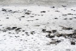 Waterbird traces on frozen river ice surface