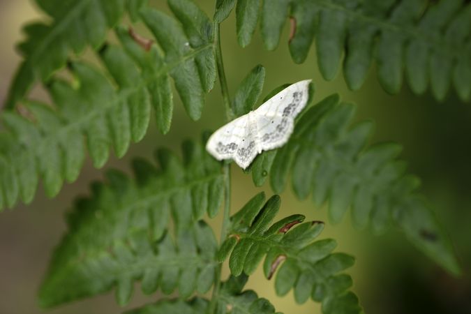 Moth at the Sax-Zim Bog Welcome Center in Meadowlands, Minnesota
