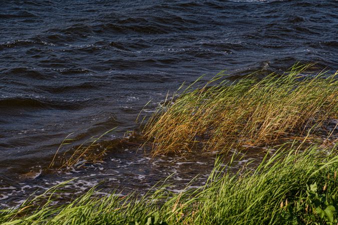 Cane plant on the Lisi lake