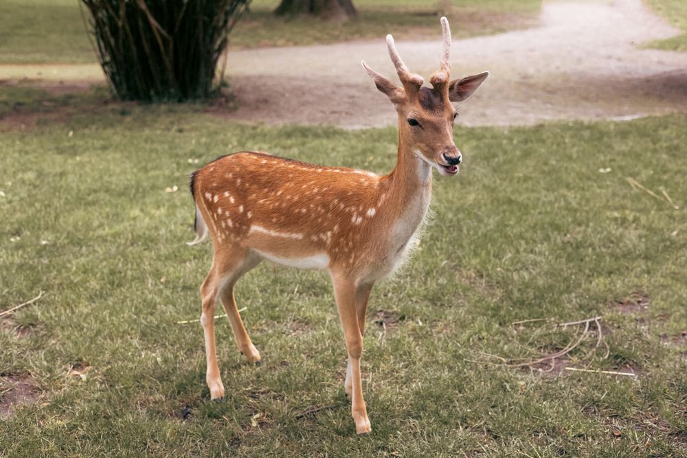 Portrait of fawn with spots standing in the grass on hot summer day.