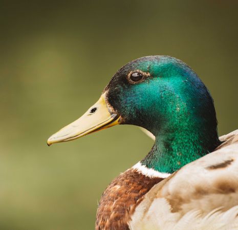 Brown and green mallard duck in close-up