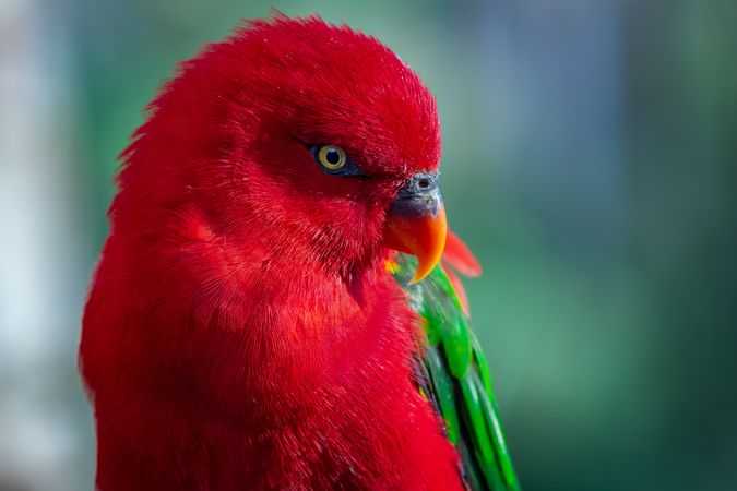 Red green and yellow parrot