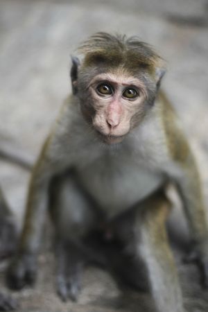 Funny macaque looking at camera