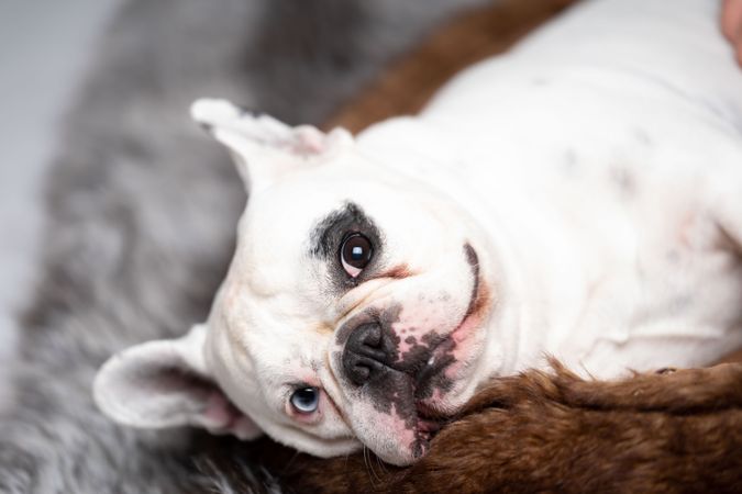 Cute french bulldog lying on it's side on brown pet bed