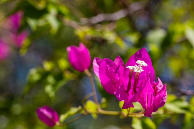Bright pink bougainvillea flowers