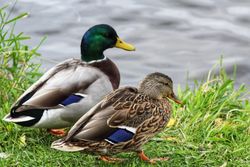 Two mallard ducks on green grass by shoreline