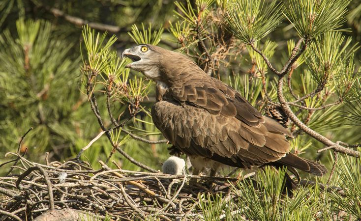 Eagle near newborn bird in nest
