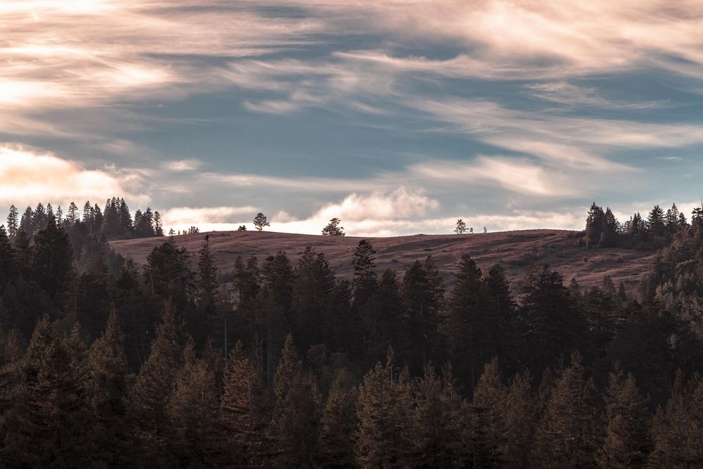 View over trees in the Northern Californian mountains