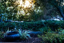 Sun setting through oak tree with a pot and plant in the foreground