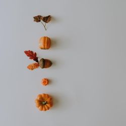 Autumn fruits and leaves lined up on light background