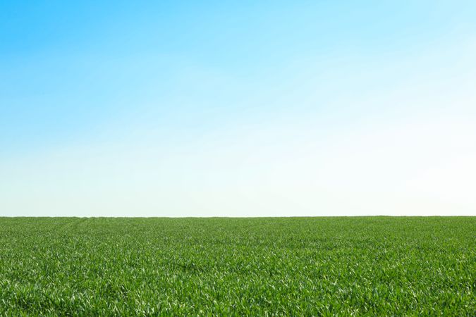 Green grass field, space for text. Beautiful spring greenery
