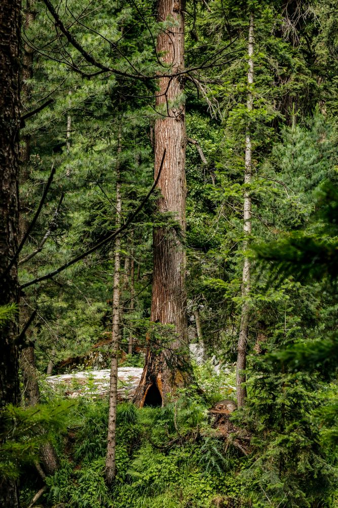 Tree in green forest, Kumrat Valley, Pakistan