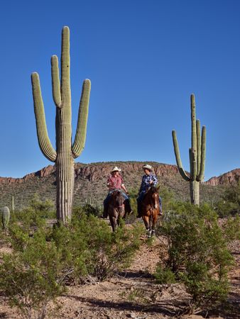 Two cowboys ride horses between tall saguaros in Arizona