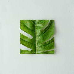 Cut out monstera leaf on pastel gray background