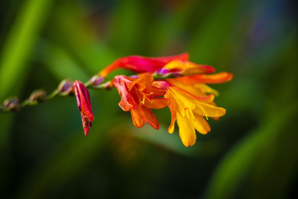 Red coppertip flowers growing in the wild