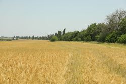 Barley field. Amazing sunny day. Agriculture and farming