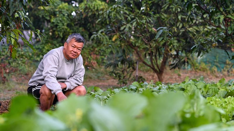 A mature farmer looks proudly at the camera in the vegetable field.