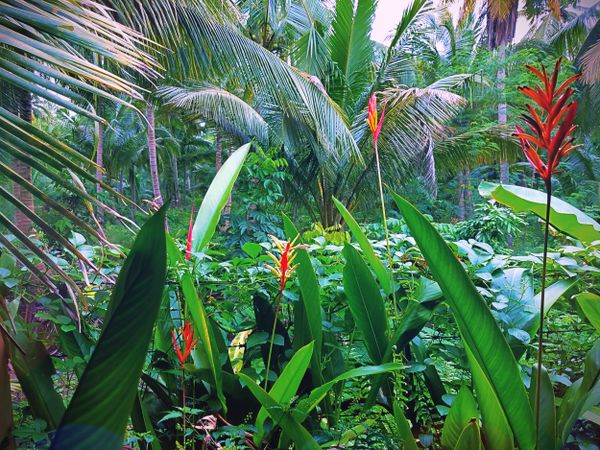 Green jungle scene with heliconia bird-of-paradise
