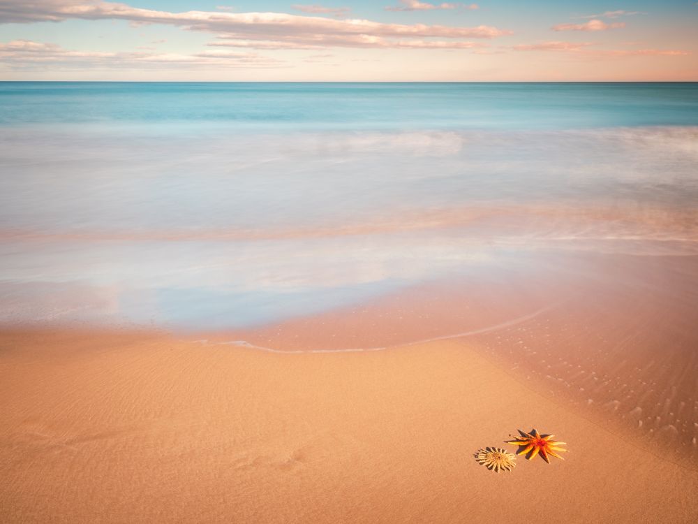 Starfish on sandy coast near sea