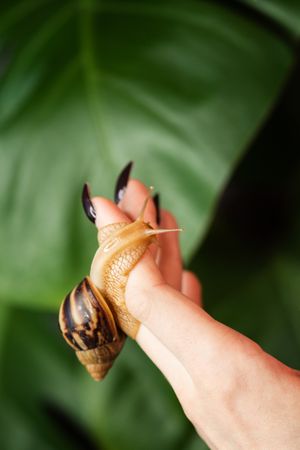 Snail Achatina on woman hand with leafy plants in background