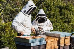 Beekeepers using smoker in apiary