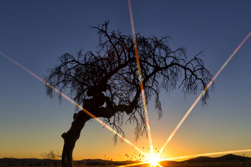 Sun glowing through tree