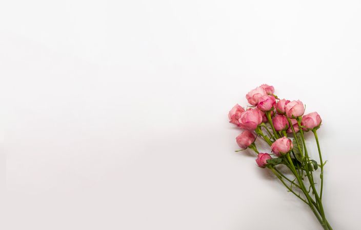 a background with roses