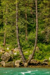 Split tree on bank of Katora Lake in Pakistan, vertical composition