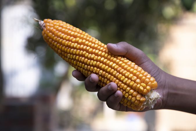agriculture harvest corn Hand holding  with the blurry background