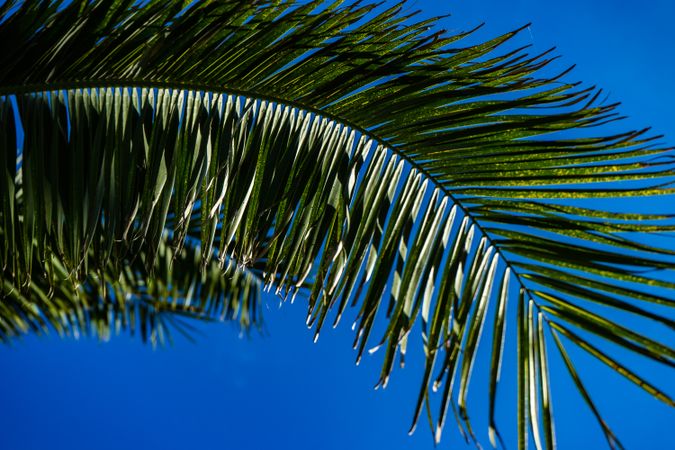 Green palm leaves