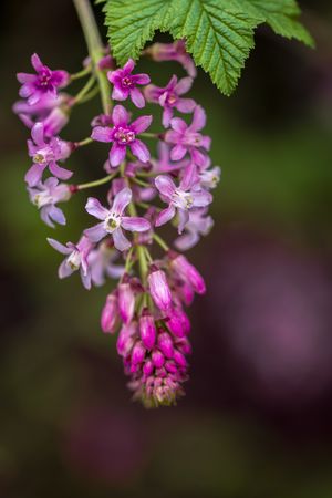 Pink ribes sanguineum flowers growing in nature