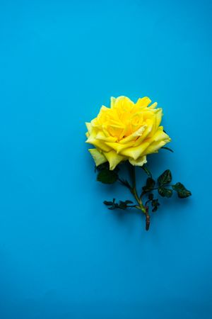 Yellow rose on blue background