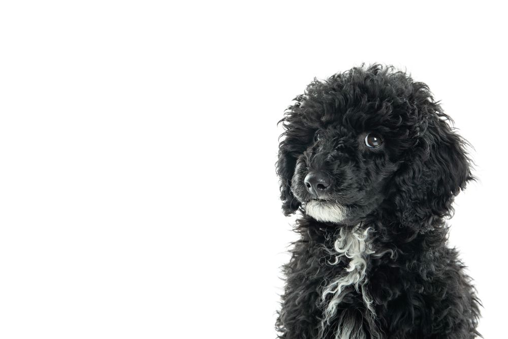 Portrait of cute dog looking up with copy space