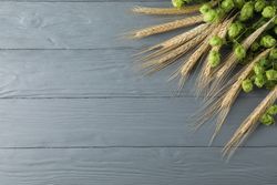 Hop cones and spikelets on grey wooden background, copy space