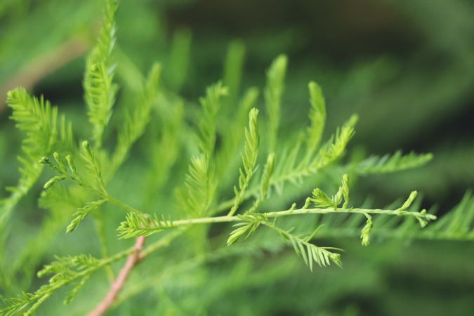 Light green leaves close up. Background with green leaf.