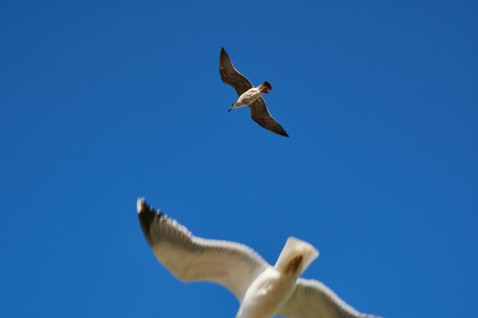 Sea gulls flying in blue sky
