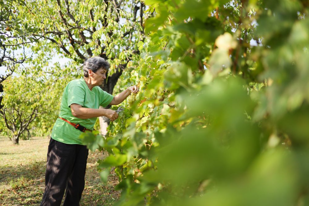 Champagne Grapes Being Picked by Mature Woman on a Sunny Day
