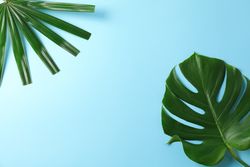 Different palm leaves on blue background, copy space