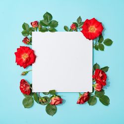 Red roses on pastel blue background with paper card