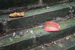 Red leaf fall on old stair concrete, autumn leaves, Soft focus, Vintage style