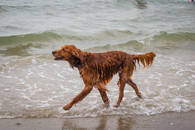Golden retriever in water