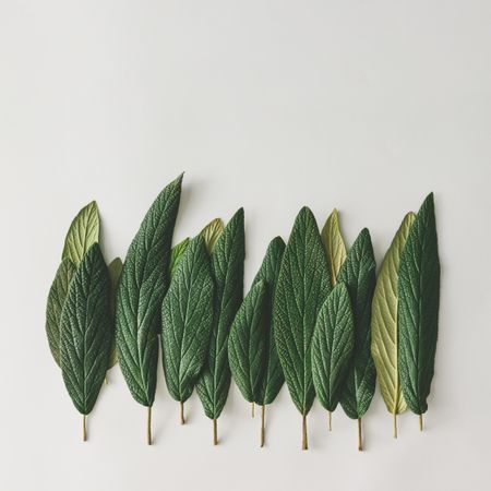 Green leaves in row on light background