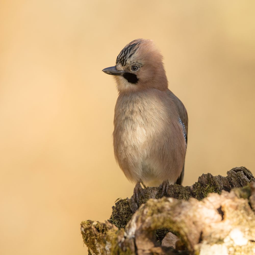 Wonderful bird on wooden twig