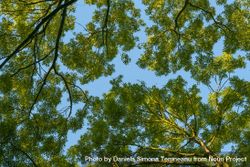 Green trees foliage against a blue sky bDQ8A0