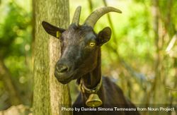 Domestic goat with bell at its neck 41rJOb