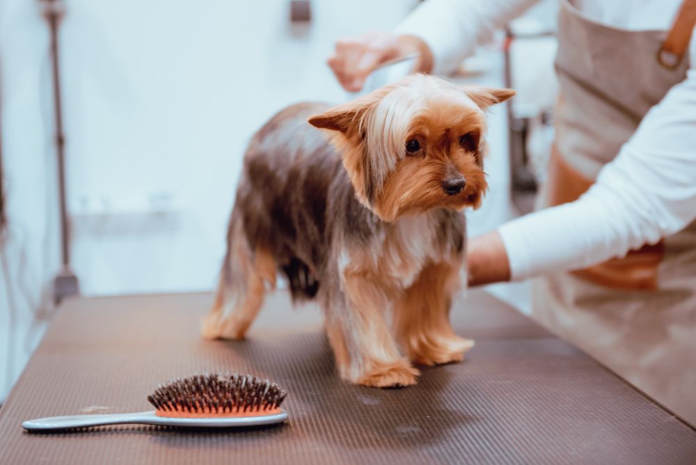 Crop groomer trimming fur of little dog